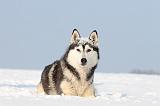SIBERIAN HUSKY 227